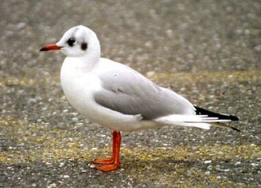 Larus-ridibundus3
