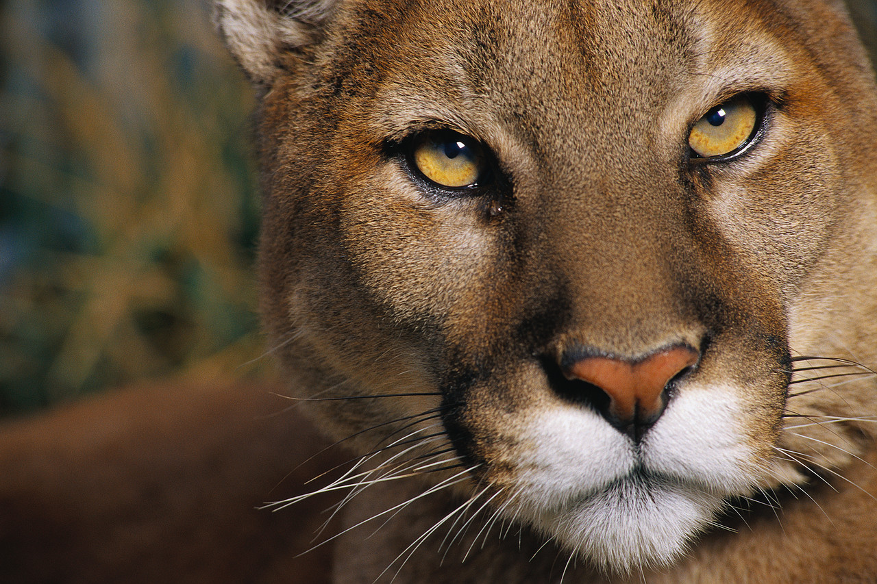 Puma Wiki Reino Animalia | Fandom