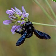 Xylocopa violacea-Abeille charpentière-201606102.jpg