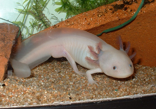 Ajolote Mexicano | Wiki Reino Animalia | Fandom Ajolote Mexicano | Wiki Reino Animalia | Fandom