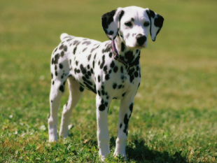 Dalmata 1