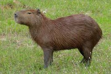 Capibara | Wiki Reino Animalia | Fandom
