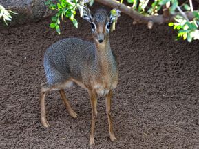 Interiores-animal-bioparc-valencia-dik-dik-03