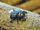 Escarabajo Volante Áptero de Kauai