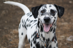 Dalmata 2