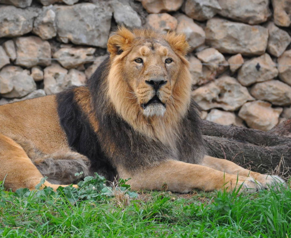 León Asiático | Wiki Reino Animalia | Fandom