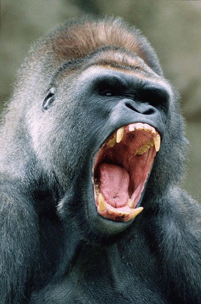 Gorila rugiendo, mostrando su dentadura