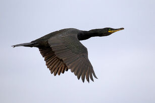 1024px-European Shag