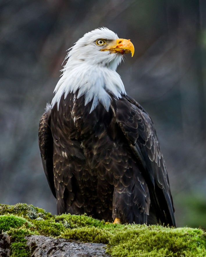 ÁGUILA CALVA: Características, Qué Come, Dónde 