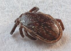 800px-Garrapata común (Ixodes ricinus), Hartelholz, Múnich, Alemania, 2020-06-11, DD 16-29 FS