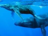 Ballena Azul