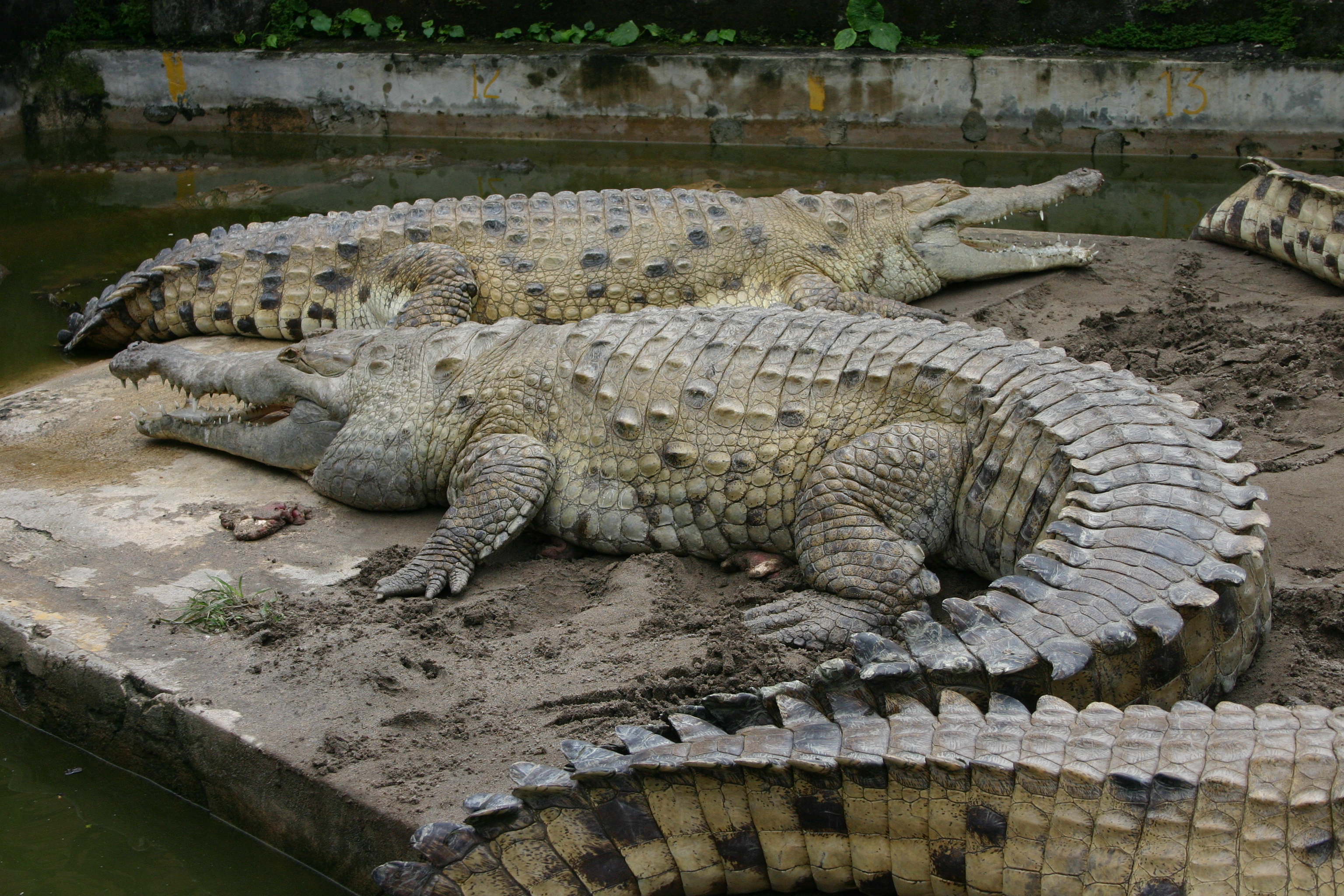 Cocodrilo del Orinoco | Wiki Reino Animalia | Fandom