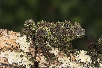 Janette-hill-vietnamese-mossy-frog-theloderma-corticale-captive-vietnam-indochina-southeast-asia-asia a-G-15534562-14258384