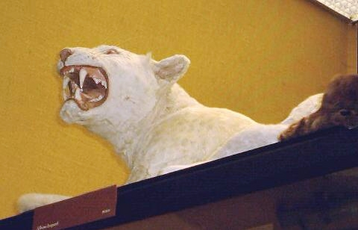 Leopardo albino