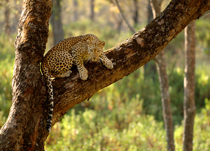 Leopardo indio 1