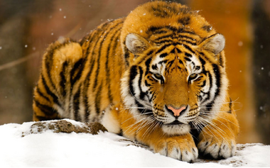 Tigre asiático