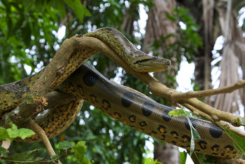 Anaconda verde 1