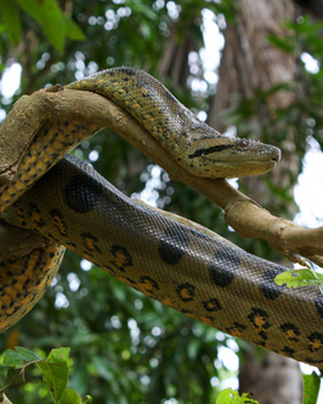 Anaconda Verde Wiki Reino Animalia Fandom