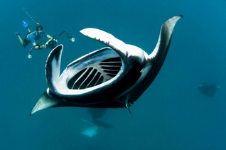 Mantaraya 2.png