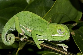 14-Chameleo-dilepis-Durban-north,-KwaZulu-Natal-Tyrone-Ping