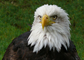 Aguila calva wiki