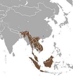 Binturong area