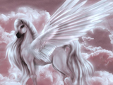 Curiosidades:Pegaso