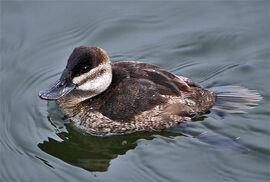 Ruddy duck