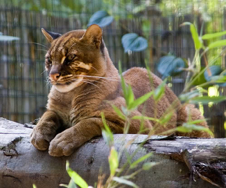 Gato dorado asiatico 2