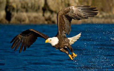 Águila Calva | Wiki Reino Animalia | Fandom