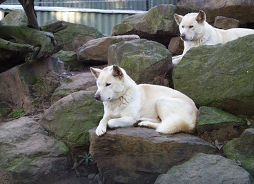 Dingo albinos