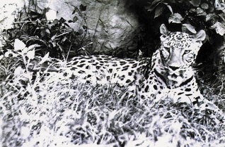 Leopardo de anatolia 2