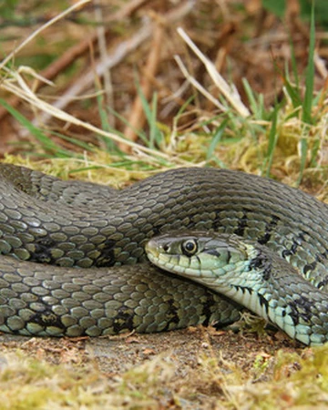 Culebra De Collar Barrada Wiki Reino Animalia Fandom