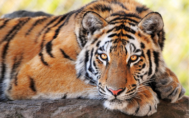 Tigre 2.png
