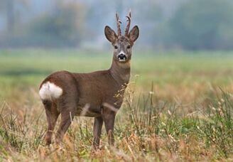 Capreolus capreolus