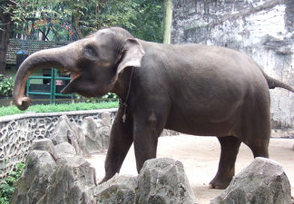 Elefante de sumatra 1