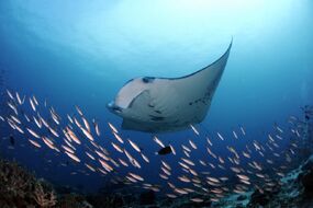 Reef-Manta-Ray-Manta-alfredi-Dhiggaru-Kandu-Ari-Atoll-Maldives-©-Guy-Stevens-Manta-Trust-2015-1024x683