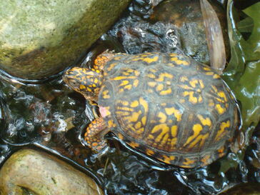 1280px-Eastern Box Turtle Pond