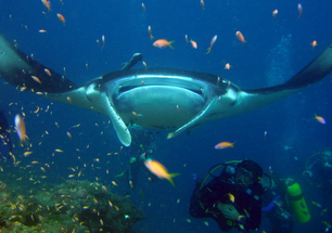 Mantaraya.png