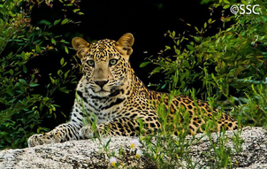 Leopardo indio 7