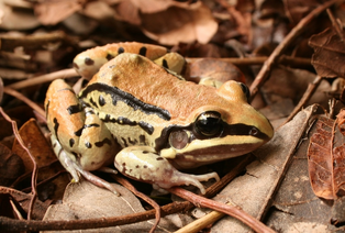 Rana de bigotes