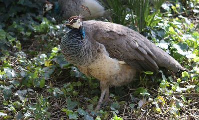 Pavo cristatus2