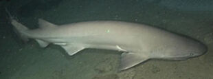 Bluntnose6Gill4