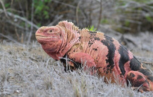 IguanaRosada GNPD2