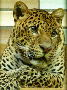 Leopardo de java 5