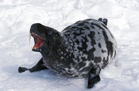 Phoque-a-capuchon-cystophora-cristata-gerard-lacz