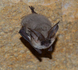 Plecotus austriacus2