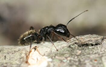 Black-carpenter-ant-Camponotus-pennsylvanicus