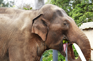 Elefante asiatico 4