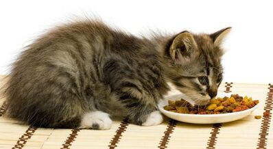 Gato comiendo
